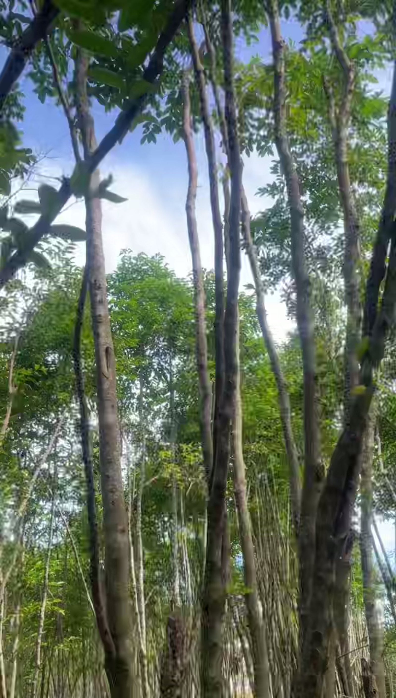 How to Source Agarwood from China